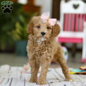 Phoebe, Mini Goldendoodle Puppy